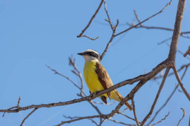 A great kiskadee (Pitangus sulphuratus) on a branch against the cloudless sky