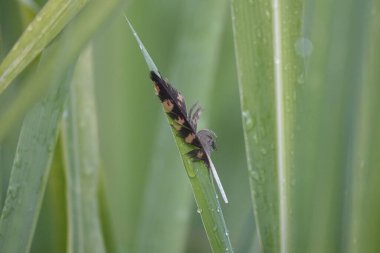 Yeşil çimenlerdeki tüylerin seçici odak noktası