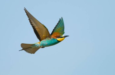 Avrupalı bir arı yiyici