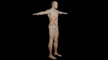 A 3D illustration of circulatory system, skeleton, digestive system, lymphatic system with skin
