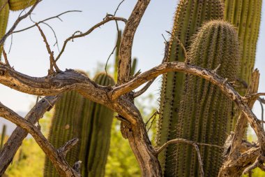 A closeup of green cacti in a desert under the sunlight
