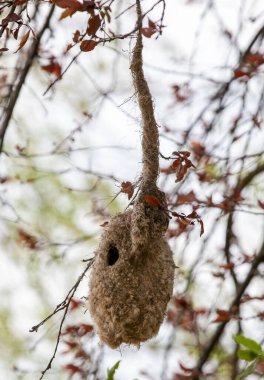 a Remiz pendulinus bird's nest hanging from the branches in close-up