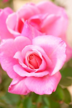 Çiçekli pembe bir gülün detaylarının dikey yakın çekimi.