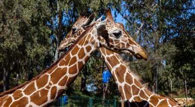 The two giraffes at the zoo on a sunny day