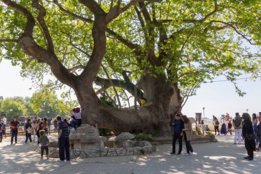 People walking under the famous tree i bursa, turkey