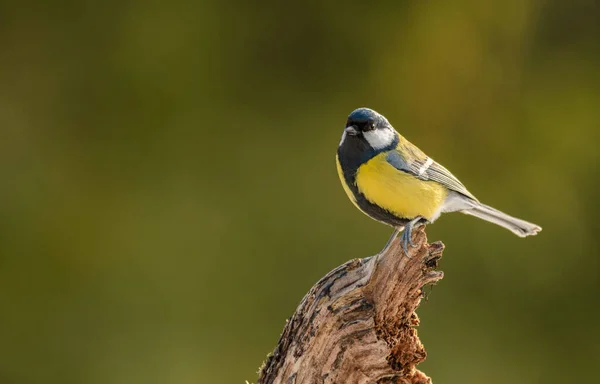 Closeup Shot Great Tit Isolated Blurred Background — Stok fotoğraf