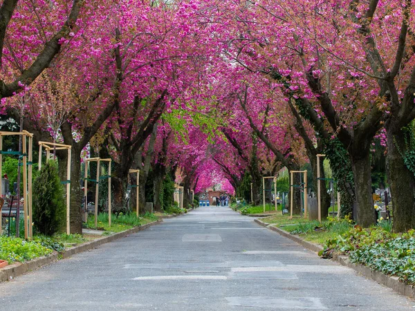 Alley Japanese Cherry Blossom Trees Park Beauty Romanti —  Fotos de Stock