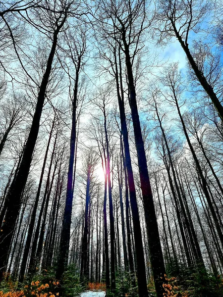 Vertical Low Angle Shot Bare Trees Blue Sky Background — Stock Photo, Image