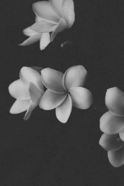 Een Verticale Grijswaarden Shot Van Frangipani Bloemen Een Donkere Achtergrond — Stockfoto