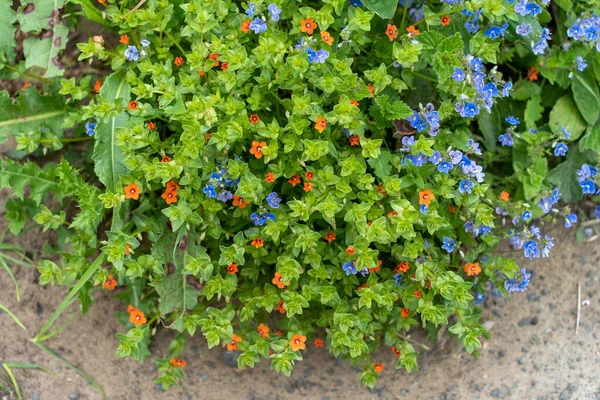 Scarlet Pimpernel Anagallis Arvensis Germander Speedwell Veronica Chamaedrys Growing Together — Fotografia de Stock