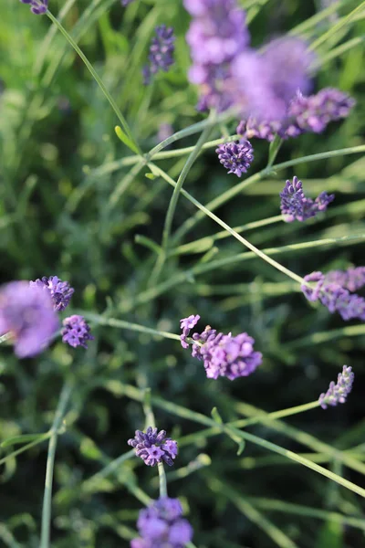 Perennial Lavender Plant Macro Photography — Fotografia de Stock