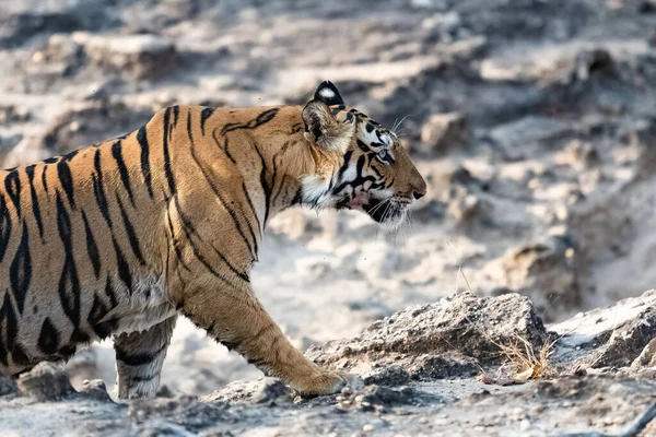 Tiger Walking Rocks Forest India Madhya Pradesh — Stock Photo, Image