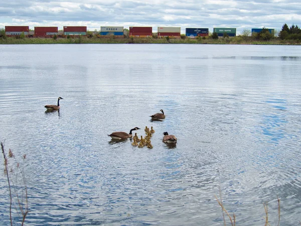 Group Canadian Geese Goslings Swimming Lake Evergy Wetlands Gardner Kansas — Photo