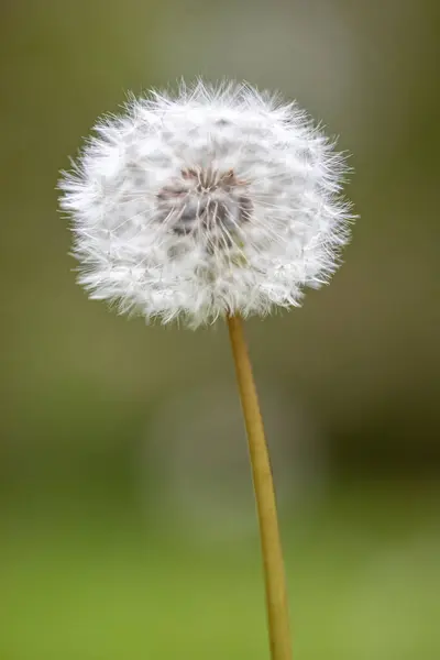 Vertical Close Shot Dandelion Blurry Background — 图库照片