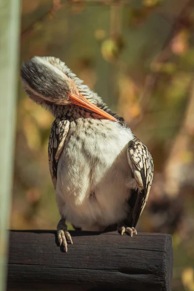 Vertical Shot Southern Yellow Billed Hornbill Sleep Perching Log — Foto de Stock