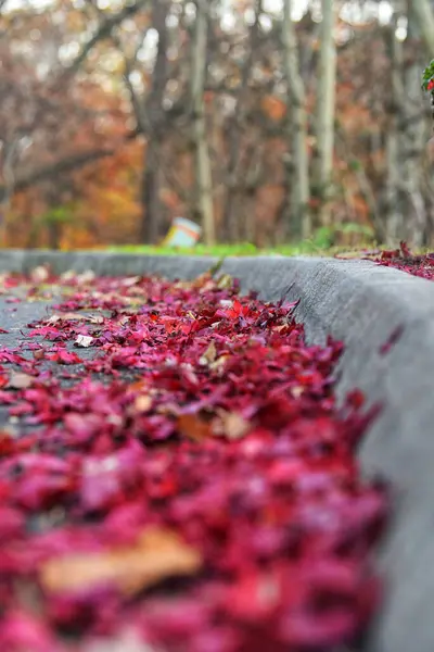 Vertical Shot Fallen Red Leaves Trees Background — 图库照片