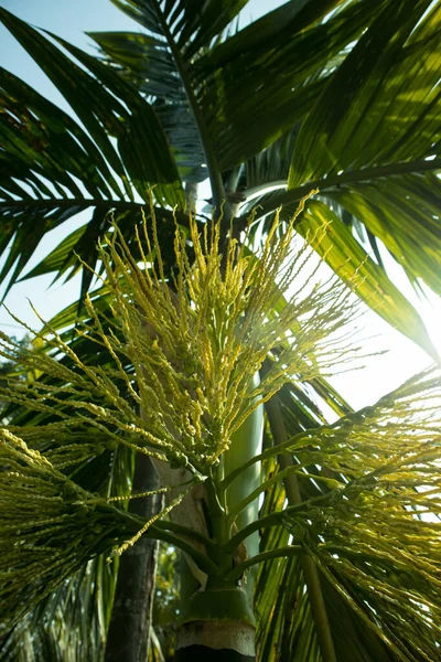 Areca Semillas Palma Flor También Conocida Como Arecanut Una Mañana — Foto de Stock