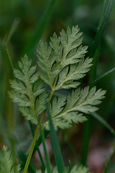 Vertical Closeup Shot Sweet Wormwood Leaf — Zdjęcie stockowe