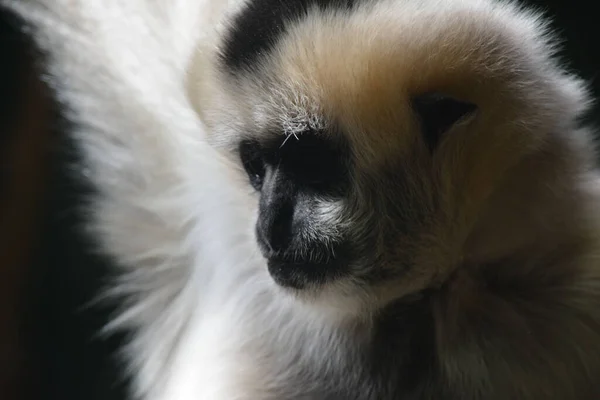 Closeup Shot Gibbon Monkey — Stok fotoğraf