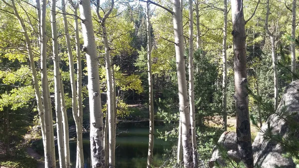 View White Tree Trunks Sunlight Lake — Stock Photo, Image