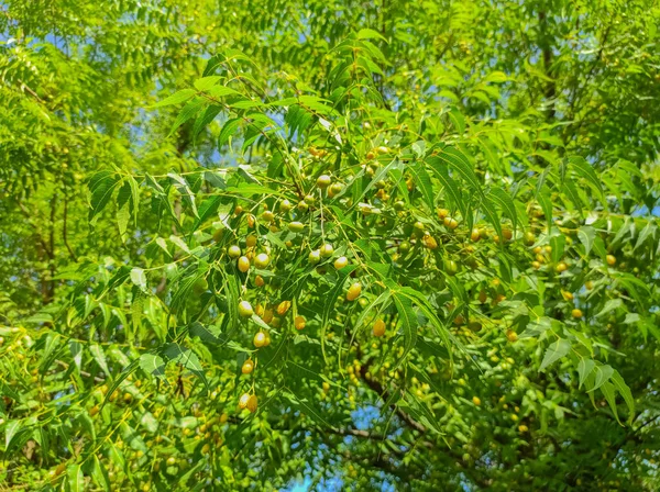 Tiro Perto Neem Tree Frutas Folhas — Fotografia de Stock