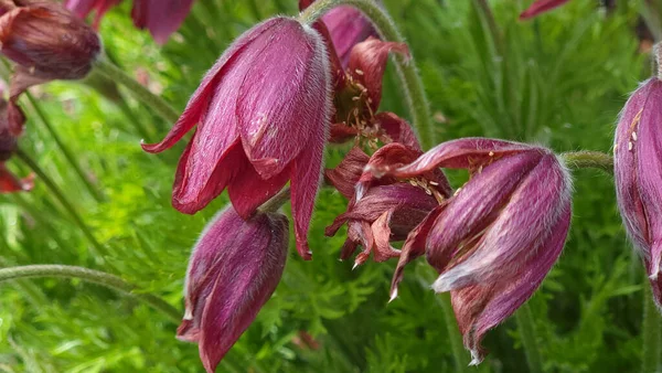 Closeup Shot Pulsatilla Vulgaris Blossoming Garden Green Leaves Daylight Blurred — Fotografia de Stock