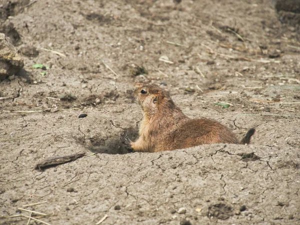 A cute prairie dog at Deanna Rose Children\'s Farmstead in Overland Park Kansas