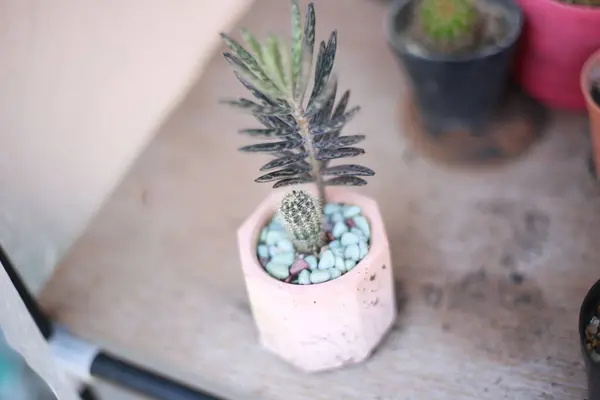 Tiro Close Uma Planta Cacto Pote Com Pequenas Rochas Azuis — Fotografia de Stock