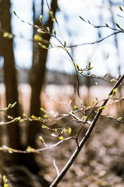 Branches Willow Spring — 图库照片