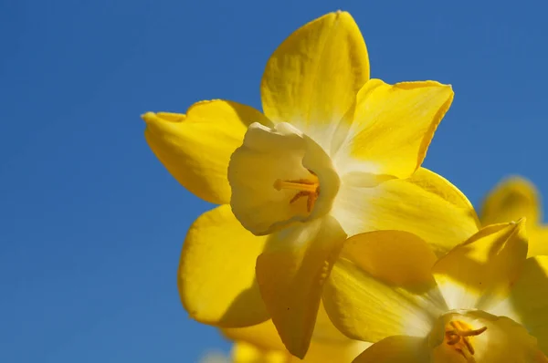 Variation Yellow Daffodil Backlit Blue Sky Translucent Sunlight Beautiful Colour — Fotografia de Stock