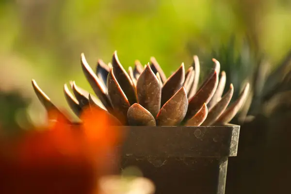 Zielona Soczysta Roślina Ogrodzie Botanicznym Rozmytym Tle — Zdjęcie stockowe