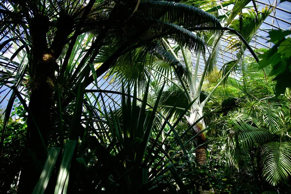 Interior Magnificent Botanical Greenhouse Park Tte — Stock Photo, Image