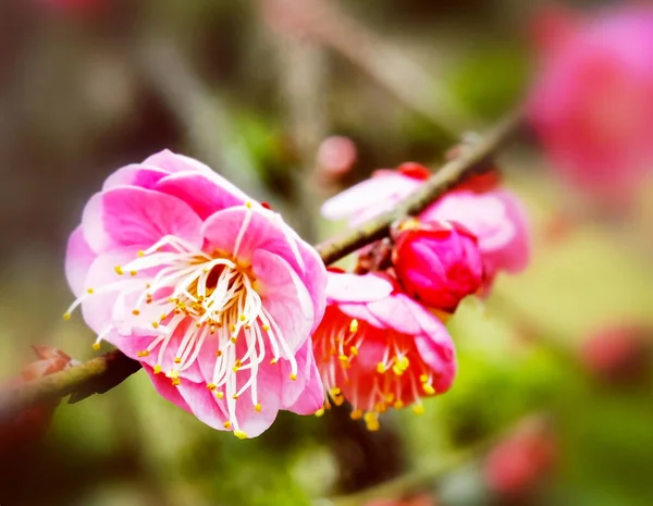 Shallow Focus Shot Pink Blossom Peach Tree — Φωτογραφία Αρχείου