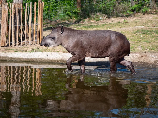 Ground Tapir Peaugres Zoo France — Zdjęcie stockowe
