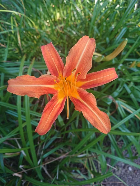 Top View Orange Tiger Lily Green Grass Garden — Fotografia de Stock