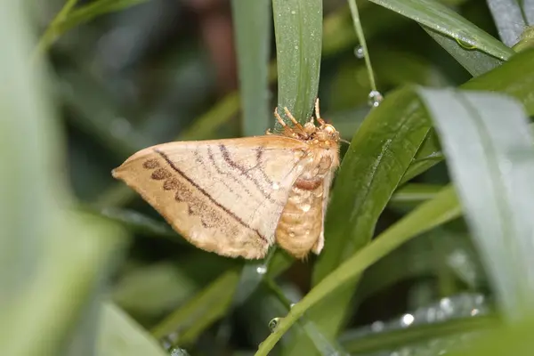 Uno Scatto Selettivo Una Falena Appollaiata Sull Erba Verde — Foto Stock