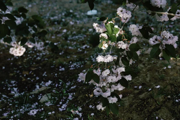 A closeup shot of blooming branches of mock orange flowers