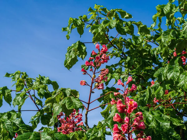 A low angle shot of a wooly buckeye on a sunny day