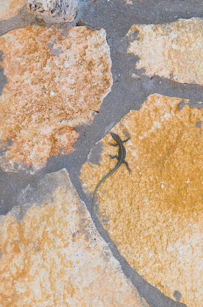 Top View Tiny Gecko Lizard Crawling Stone Wall — Zdjęcie stockowe