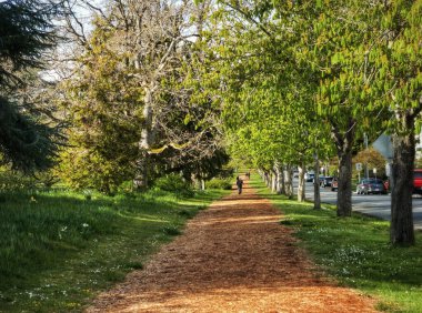 A beautiful shot of an alley surrounded by trees