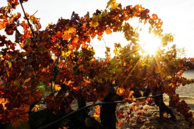 A beautiful shot of the sun shining over orange yellow bushes
