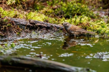 A closeup of an adorable Common chaffinch in the puddle in the woods