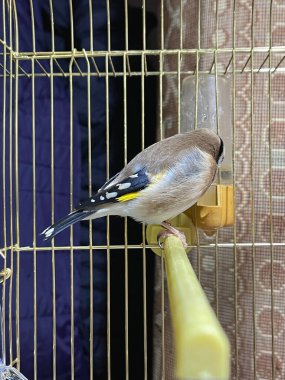 Küçük bir kafesin içinde tek bir GoldFinch kuşu.