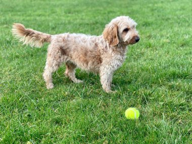 Çimlerin üzerinde top oynayan sevimli bir Cockapoo köpeğinin yakın plan fotoğrafı.