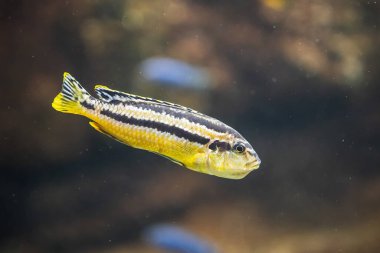 A closeup shot of an African cichlid fish swimming underwater in Malawi Lake