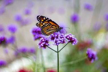 A selective focus shot of a butterfly on a verbena plant clipart