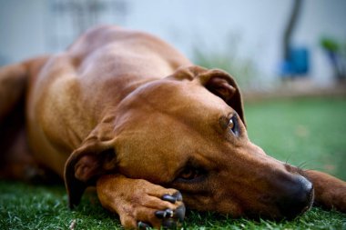 A closeup shot of a cute Rhodesian Ridgeback dog lying on the grass