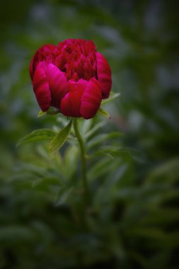 A closeup of a Peony flower in a park