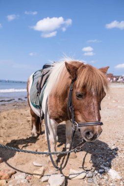 A vertical shot of an adorable brown white pony on the beach at Hunstanton, Norfolk