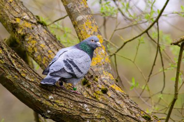 A closeup shot of a pigeon bird perched on a tree branch